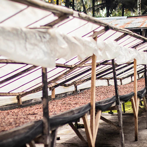 Brewing Cacao