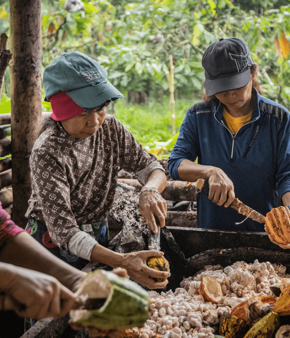 Brewing Cacao