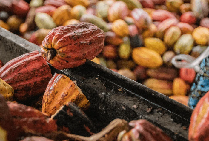 Brewing Cacao